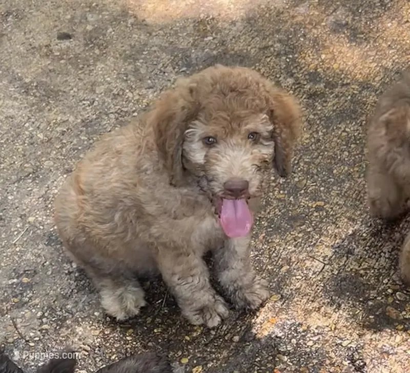 Boy 4 – Aussiedoodle puppy for sale in Saltillo, MS