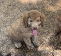 Boy 4, a male Aussiedoodle for sale in Saltillo, MS – 4 of 7
