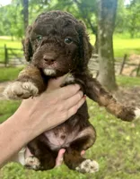 Boy 1, a male Aussiedoodle for sale in Saltillo, MS – 2 of 3