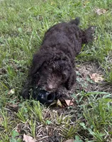 Boy 5, a male Aussiedoodle for sale in Saltillo, MS – 4 of 8