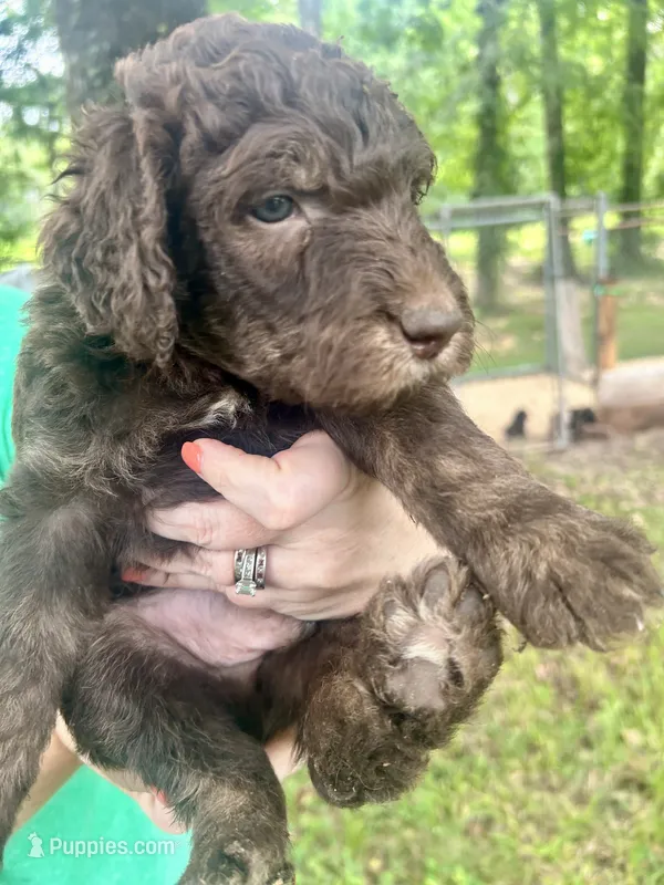 Boy 3 – Aussiedoodle puppy for sale in Saltillo, MS