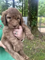 Boy 4, a male Aussiedoodle for sale in Saltillo, MS – 3 of 3