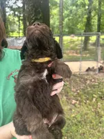 Boy 3, a male Aussiedoodle for sale in Saltillo, MS – 3 of 3