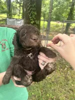 Boy 3, a male Aussiedoodle for sale in Saltillo, MS – 2 of 3