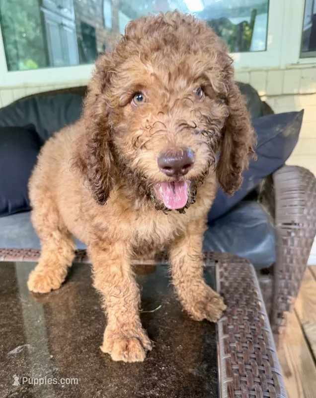 Boy 6 – Aussiedoodle puppy for sale in Saltillo, MS