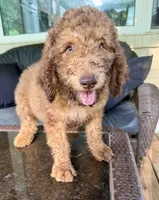 Boy 6, a male Aussiedoodle for sale in Saltillo, MS – 1 of 4