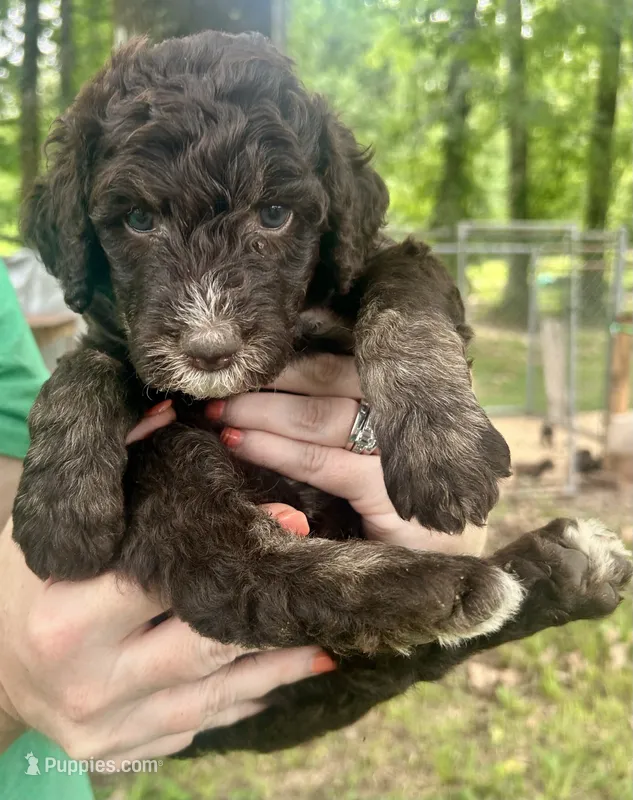 Boy 5 – Aussiedoodle puppy for sale in Saltillo, MS