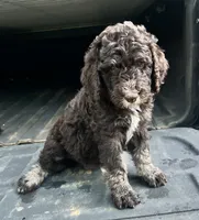 Boy 5, a male Aussiedoodle for sale in Saltillo, MS – 5 of 8