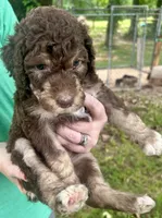 Girl 1, a female Aussiedoodle for sale in Saltillo, MS – 3 of 4