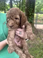 Boy 4, a male Aussiedoodle for sale in Saltillo, MS – 2 of 3