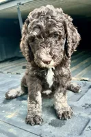 Boy 5, a male Aussiedoodle for sale in Saltillo, MS – 2 of 8