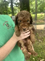 Boy 6, a male Aussiedoodle for sale in Saltillo, MS – 3 of 3