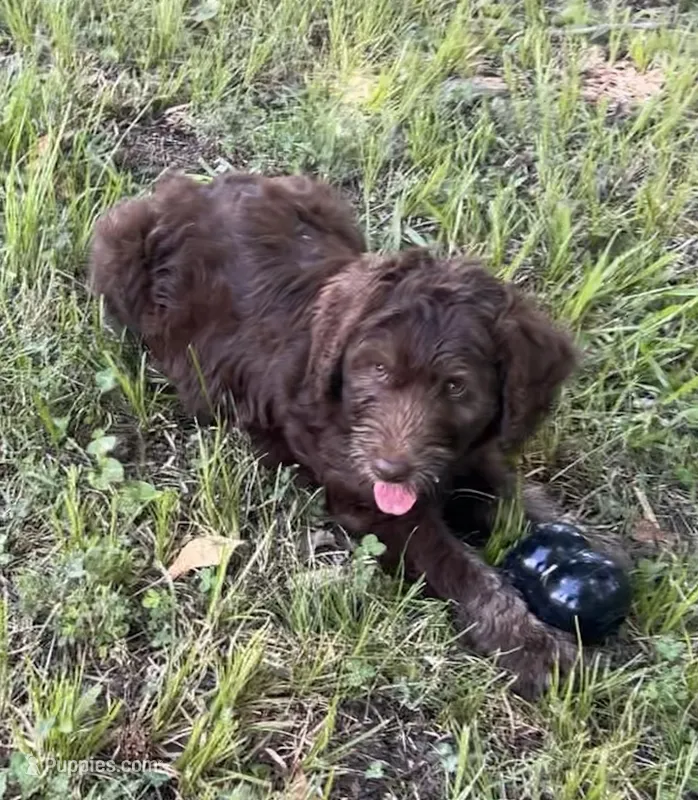 Boy 7 – Aussiedoodle puppy for sale in Saltillo, MS