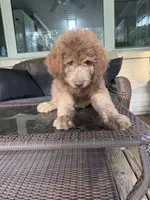Boy 4, a male Aussiedoodle for sale in Saltillo, MS – 3 of 7