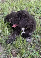 Boy 5, a male Aussiedoodle for sale in Saltillo, MS – 3 of 8