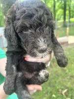 Boy 5, a male Aussiedoodle for sale in Saltillo, MS – 2 of 3