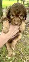 Boy 2, a male Aussiedoodle for sale in Saltillo, MS – 2 of 3