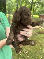 Boy 7, a male Aussiedoodle for sale in Saltillo, MS – 2 of 2