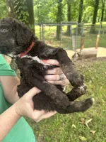 Boy 5, a male Aussiedoodle for sale in Saltillo, MS – 3 of 3
