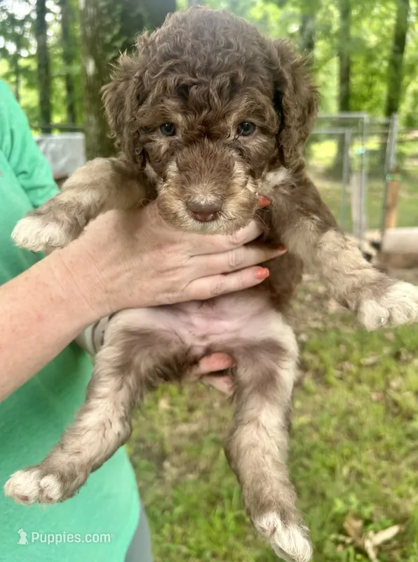 Girl 1 – Aussiedoodle puppy for sale in Saltillo, MS
