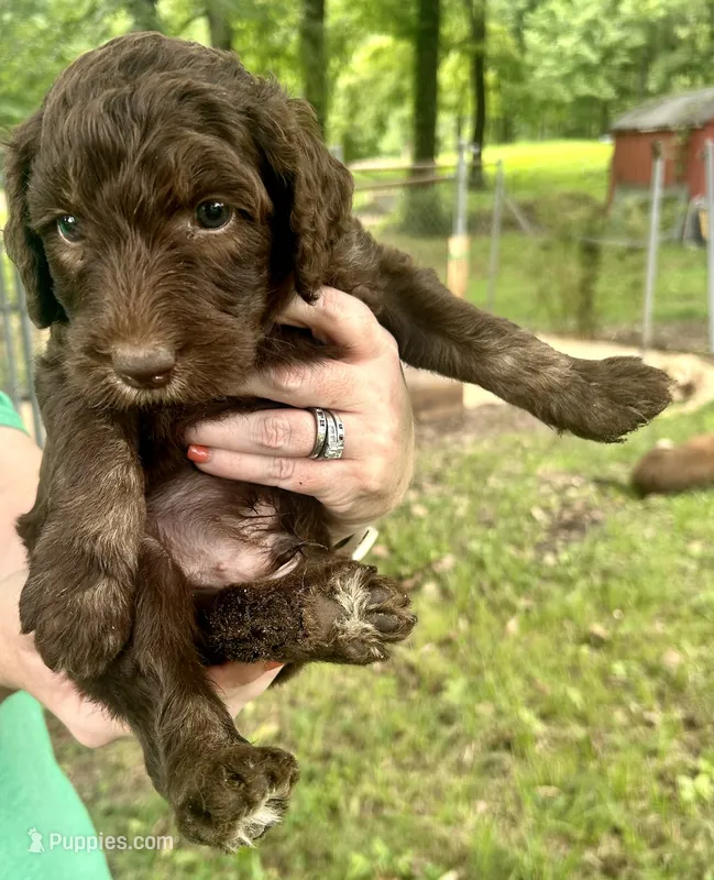 Boy 7 – Aussiedoodle puppy for sale in Saltillo, MS