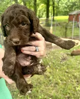 Boy 7, a male Aussiedoodle for sale in Saltillo, MS – 1 of 2