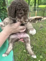 Girl 1, a female Aussiedoodle for sale in Saltillo, MS – 4 of 4