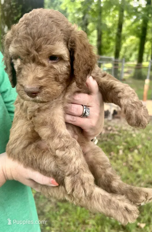 Boy 4 – Aussiedoodle puppy for sale in Saltillo, MS