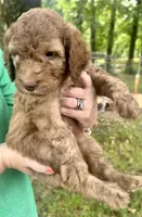 Boy 4, a male Aussiedoodle for sale in Saltillo, MS – 1 of 3