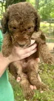 Boy 6, a male Aussiedoodle for sale in Saltillo, MS – 1 of 3