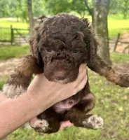 Boy 1, a male Aussiedoodle for sale in Saltillo, MS – 3 of 3