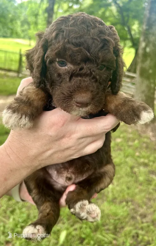 Boy 1 – Aussiedoodle puppy for sale in Saltillo, MS