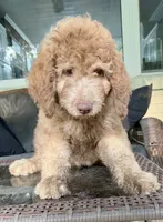 Boy 4, a male Aussiedoodle for sale in Saltillo, MS – 2 of 7