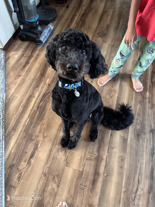 Neal – Poodle - Standard  puppy for sale in Flat Rock, MI