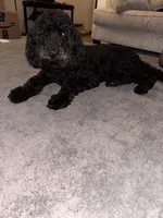 Neal, a male Poodle - Standard  for sale in Flat Rock, MI – 2 of 5