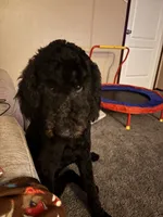 Neal, a male Poodle - Standard  for sale in Flat Rock, MI – 3 of 5