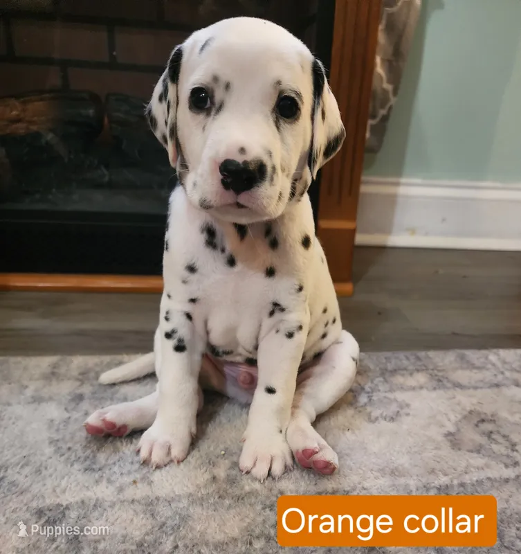 Nemo – Dalmatian puppy for sale in Beulaville, NC
