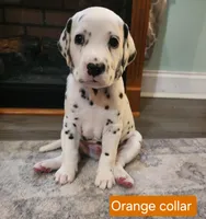 Nemo CKC Registered , a male Dalmatian for sale in Beulaville, NC – 1 of 5