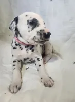 Anya CKC Registered , a female Dalmatian for sale in Beulaville, NC – 3 of 4