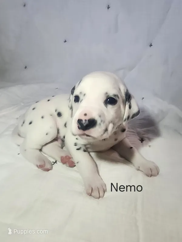 Nemo – Dalmatian puppy for sale in Beulaville, NC