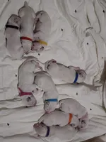 Princess Mia , a female Dalmatian for sale in Beulaville, NC – 2 of 2