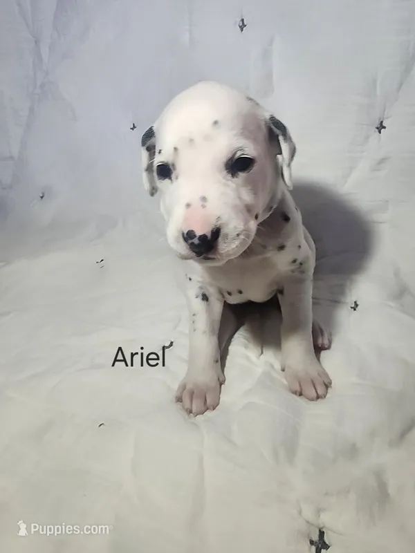 Ariel – Dalmatian puppy for sale in Beulaville, NC