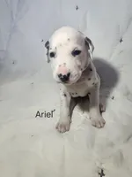 Ariel CKC Registered, a female Dalmatian for sale in Beulaville, NC – 3 of 5