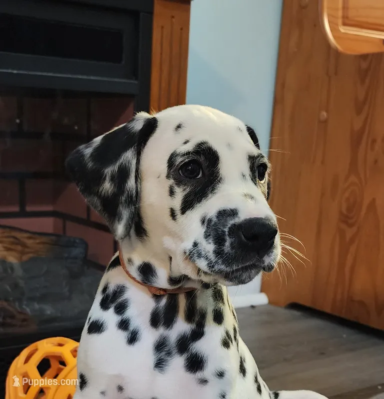 Anya CKC Registered  – Dalmatian puppy for sale in Beulaville, NC