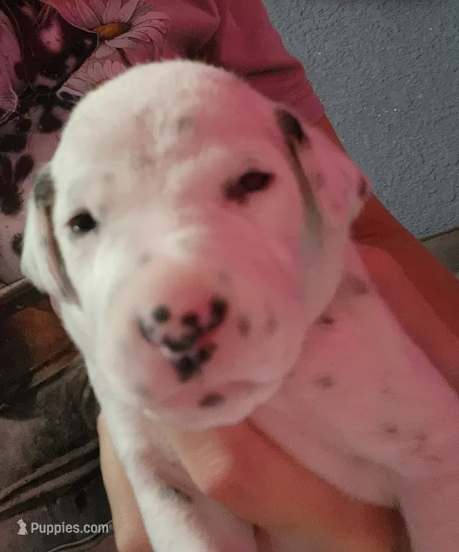 Ariel – Dalmatian puppy for sale in Beulaville, NC
