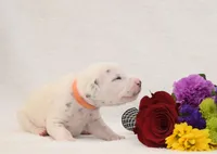 Nemo, a male Dalmatian for sale in Beulaville, NC – 1 of 2