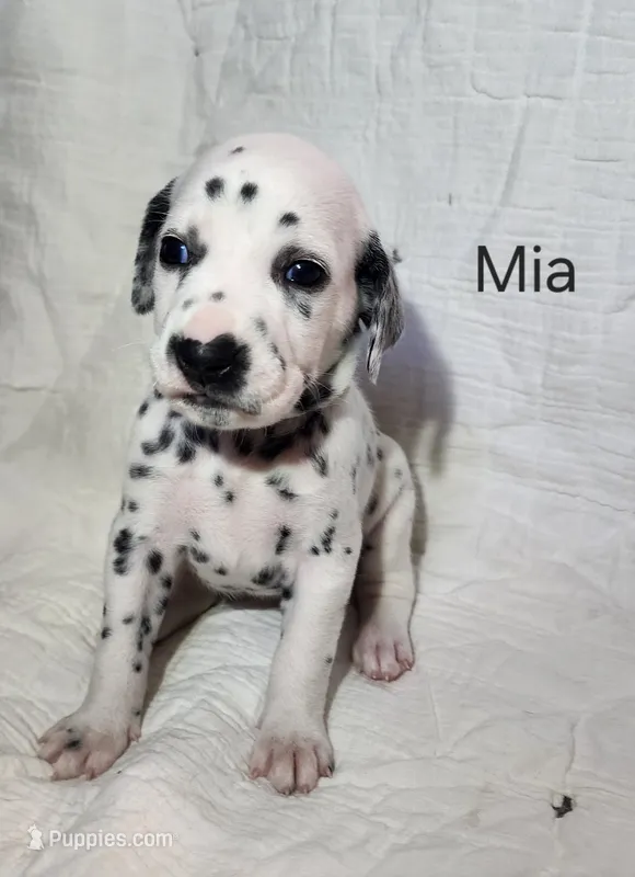 Princess Mia  – Dalmatian puppy on hold in Beulaville, NC