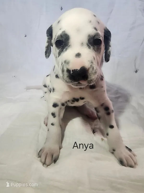 Anya  – Dalmatian puppy for sale in Beulaville, NC