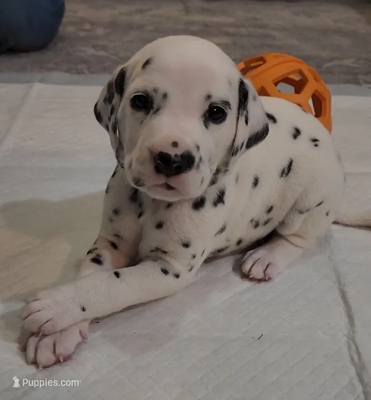 Nemo – Dalmatian puppy for sale in Beulaville, NC