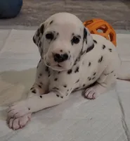 Nemo CKC Registered , a male Dalmatian for sale in Beulaville, NC – 2 of 5